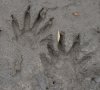 tn_coon.tracks.jpg (2872 bytes)