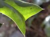 tn_holly.leaf.jpg (2924 bytes)