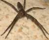 tn_kitchen.spider.jpg (2224 bytes)
