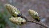 tn_poplar.buds.jpg (2316 bytes)