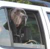 tn_big.dog.jpg (2676 bytes)
