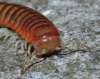 tn_centipede.jpg (2403 bytes)