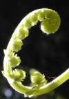 tn_fern.unwrap.jpg (3048 bytes)