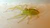 tn_greenspider.jpg (1242 bytes)