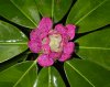 tn_rhodo.wet.jpg (3641 bytes)