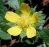 tn_sberry.blossom.jpg (2774 bytes)