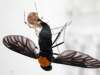 tn_spider.fly.jpg (1933 bytes)