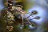 tn_spider.pond.jpg (1985 bytes)
