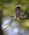 tn_spider0599.jpg (2588 bytes)
