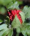 tn_wild.berry.jpg (3014 bytes)