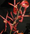 tn_dendrobium.jpg (4620 bytes)
