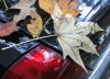tn_leaflens.jpg (4152 bytes)