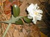 tn_lemonflower.jpg (3773 bytes)
