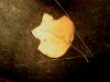 tn.poplar.needle.jpg (2812 bytes)