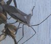 tn_stinkbug.jpg (3273 bytes)
