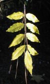 tn_wisteria.yellow.jpg (5967 bytes)