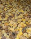 tn_yellow.leaves.jpg (6418 bytes)
