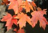 tn_maple.leaves.jpg (3864 bytes)