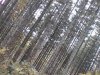 tn_mdh.slant.pines.jpg (4222 bytes)