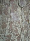 tn_pinebark.jpg (5110 bytes)