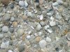 tn_shells.jpg (4263 bytes)