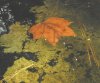 tn_algae.leaf.jpg (3596 bytes)