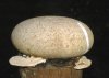 tn_arawak.rock.jpg (2461 bytes)