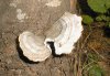 tn_bracket.fungus.jpg (3514 bytes)