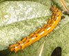 tn_caterpillar2.jpg (4302 bytes)