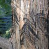 tn_cypress.bark.jpg (4918 bytes)