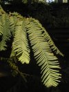 tn_cypress.leaf.jpg (5344 bytes)