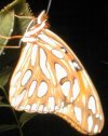 tn_frit.jpg (5143 bytes)