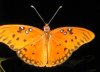 tn_fritillary.spread.white.jpg (3135 bytes)