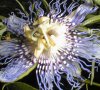 tn_passion.flower.jpg (5496 bytes)