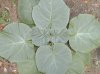 tn_pawlonia.leaves.jpg (2784 bytes)