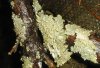 tn_pine.lichen.jpg (3784 bytes)