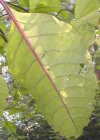tn_poke.leaf.jpg (5295 bytes)