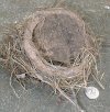 tn_robin.nest.jpg (4328 bytes)