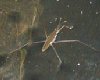 tn_water.strider.jpg (2569 bytes)