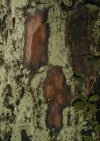 tn_wet.pine.bark.jpg (6068 bytes)