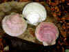 tn_garden.scallops.jpg (19459 bytes)