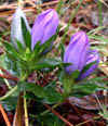 tn_gentians.jpg (27011 bytes)