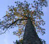 tn_longleaf.up.jpg (21739 bytes)