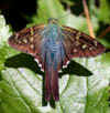 tn_skipper.jpg (23025 bytes)